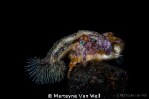 Anemone Hermit Crab during a night dive at Lembeh Resort'... by Marteyne Van Well 